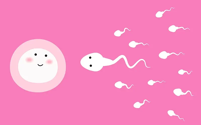 fertilité, ovule spermatozoïdes